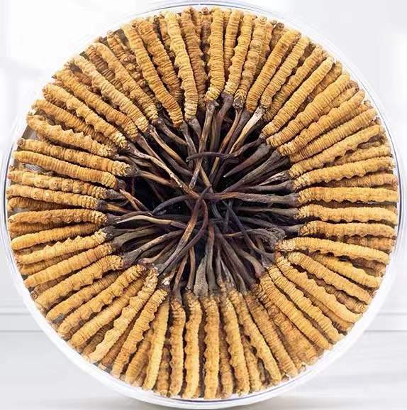 文登冬虫夏草回收